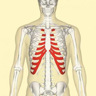 肋骨の痛みは病院を受診すべき？あばら骨が痛い場合に考えられる原因