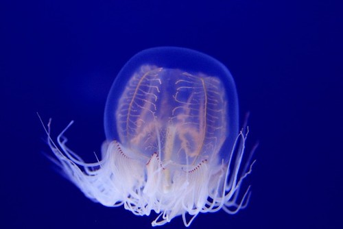 クラゲに刺されたときに使える市販薬|ステロイドやかゆみ止め配合の塗り薬