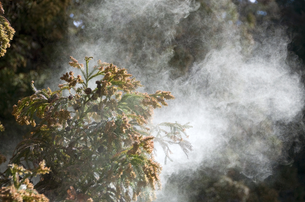 【2025年】花粉症の市販薬の選び方を解説｜症状・目的別に紹介